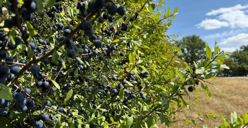 Kensham Farm habitat bank, Rolvenden, Kent